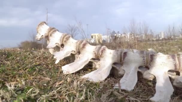 Kości zwierzęcia są rozrzucone po trawie na polu.. — Wideo stockowe