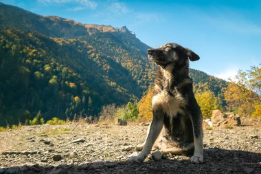 Sıradan bir melez köpek, güneşli bir günde dağların arka planına bakarak oturur.