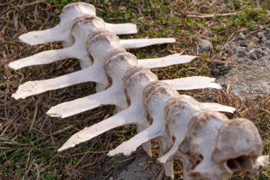 Otların arasında boynuzlu bir hayvanın iskeletinin bir kısmına yakın plan.