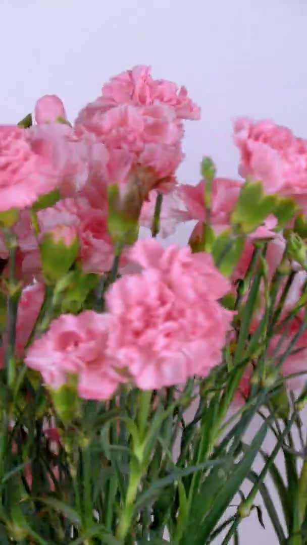 Primer plano de un gran número de claveles rosados en un jarrón de estaño giratorio. — Vídeo de stock