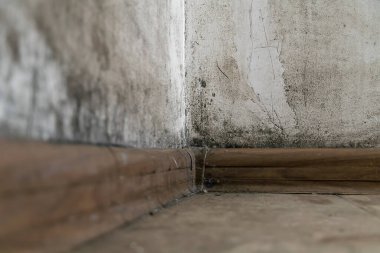 Odanın köşesindeki siyah küf, yakın plan, boşluğu kopyala