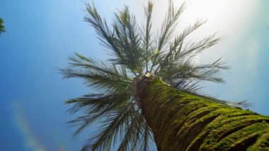 Güzel mavi gökyüzüne karşı mükemmel palmiye ağaçları. Kameranın dönüşü, aşağıdan mavi güneşli gökyüzünün arka planına doğru bir görüntüdür. Gevşeme ve sıcaklık. Palmiye ağaçlarının altında dinleniyor. Cennetlik bir yer.
