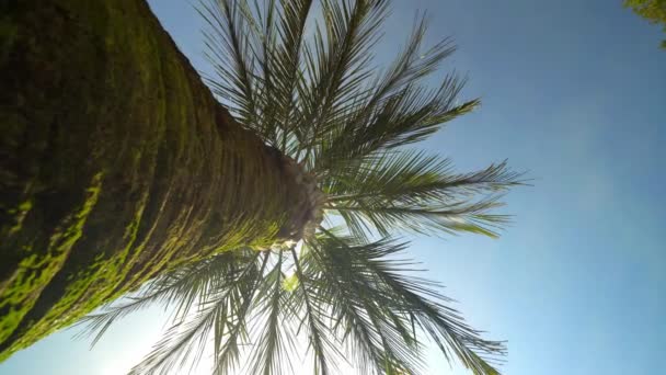 Perfect Palm Trees Beautiful Blue Sky Rotation Camera View Bottom — Video