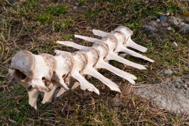Otların arasında boynuzlu bir hayvanın iskeletinin bir kısmına yakın plan.