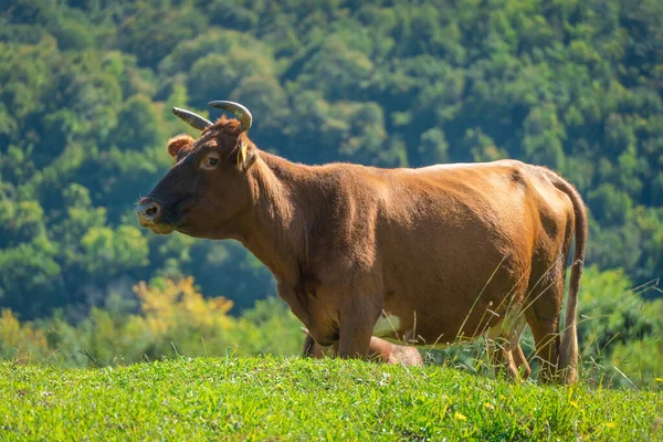 Güneşli bir günde yeşil bir çayırda bir dağ ormanının arka planında otlayan kırmızı bir ineğin yakın çekimi. İnek kameraya çevresel görüşüyle bakıyor.