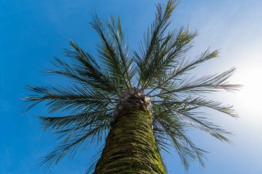 Bir palmiye ağacının yakın çekimi, açık mavi gökyüzüne karşı bir palmiye kabuğu..