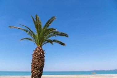 Palm tree on the background of the beach, sea, blue sky on a sunny clear day