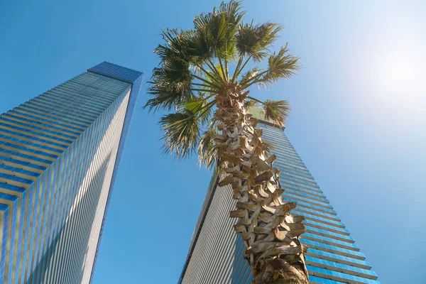 Multi Storey Buildings Hotels Palm Trees Sunny Day Bottom View — Φωτογραφία Αρχείου