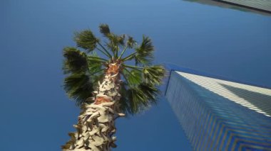 Tall palm tree, shot at wide angle against background of tall two skyscrapers