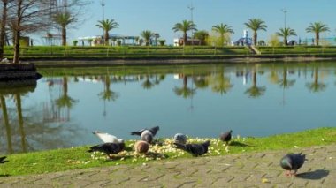Large flock of pigeons pecks at pieces of bread scribbled on sidewalk in park.