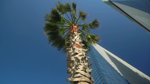 Tall palm tree, shot at wide angle against background of tall two skyscrapers — 图库视频影像