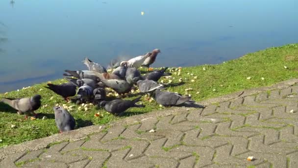 Pigeons se battent pour la nourriture, ils marchent sur une grande pile de miettes de pain. — Video