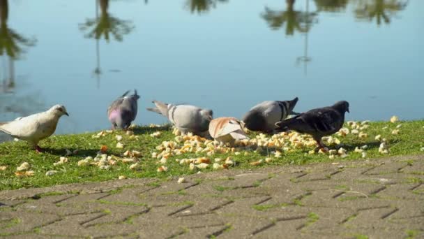 Pigeons fight for food, they walk on large pile of crumbs of bread. — Stock videók