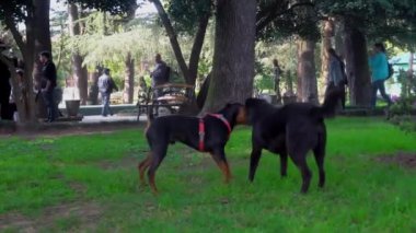 Siyah köpek parkta yeşil çimlerde Labrador köpeğiyle oynuyor ve zıplıyor..