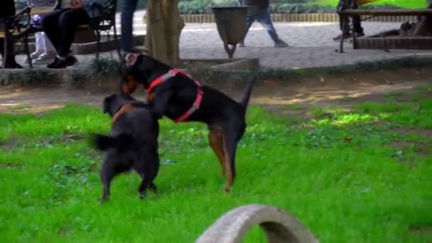 Black dog plays and jumps with Labrador dog on green grass in park. — Vídeo de stock