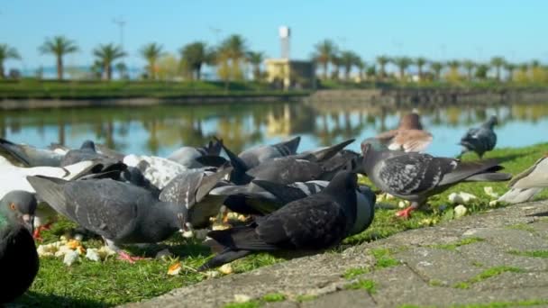 Large flock of pigeons pecks at pieces of bread scribbled on sidewalk in park. — Video Stock