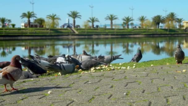 Large flock of pigeons pecks at pieces of bread scribbled on sidewalk in park. — Stockvideo