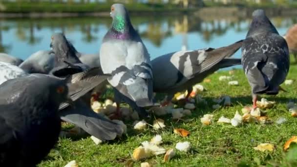 Tauben kämpfen um Futter, sie laufen auf einem großen Haufen Brotkrumen. — Stockvideo