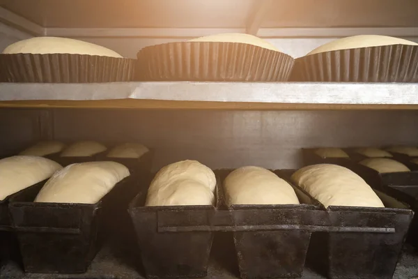 Close-up of bread dough in round and rectangular iron forms. Dough in the molds fits to the desired condition before baking in the oven at the factory. Photo with illumination