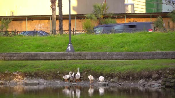 Yaban Kazları Şehir Merkezinde Göletin Etrafında Dolaşıyorlar Şehrin Otoparkında Işlek — Stok video