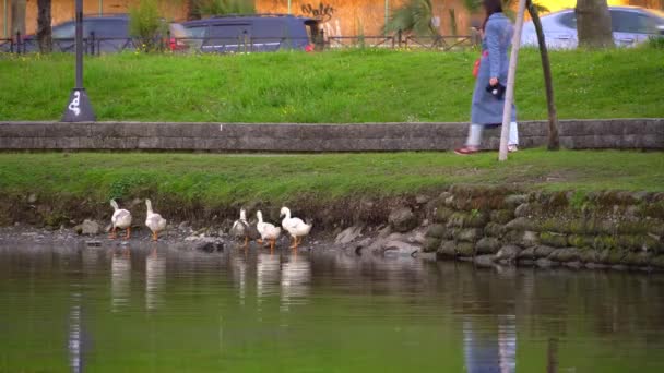 Wild Geese Walk Pond Center City Park Area City Busy — 图库视频影像