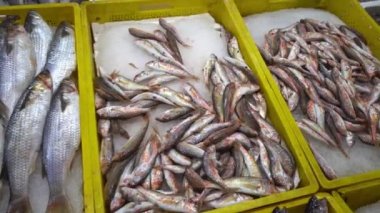Fresh seafood market in Batumi Georgia. Live fish in ice. Flounder, red mullet, salmon, catfish, eel, frogs, rays, sturgeon, mussels, oysters. orefood in ice at counter market. Fish is sold on street.