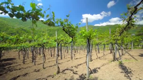 Weinberge Mit Reben Und Weinkellerei Entlang Der Weinstraße Der Sonne — Stockvideo