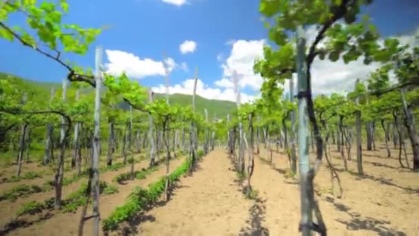 Winnice Winorośli Winnicy Wzdłuż Drogi Wina Słońcu Gruzji Kraju Wiosennych — Wideo stockowe