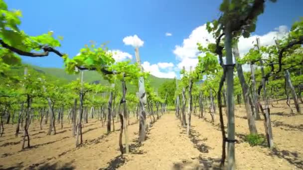 Weinberge Mit Reben Und Weinkellerei Entlang Der Weinstraße Der Sonne — Stockvideo