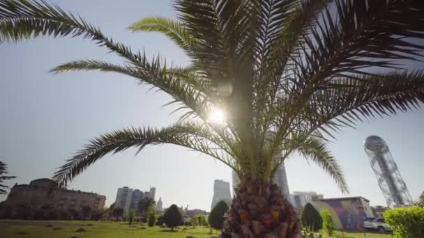 Sun Peeks Leaves Palm Tree Street City Batumi Georgia Background — 图库视频影像