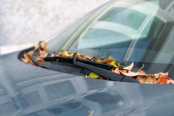 Close Orange Yellow Leaves Hood Car Hole Windshield Wipers — Zdjęcie stockowe