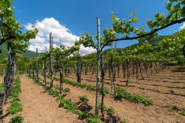 Güneşli bir günde, dağların arka planında bir üzüm bağının genç yeşil yaprakları..