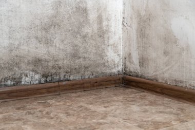 Odanın köşesindeki siyah küf, yakın plan, boşluğu kopyala