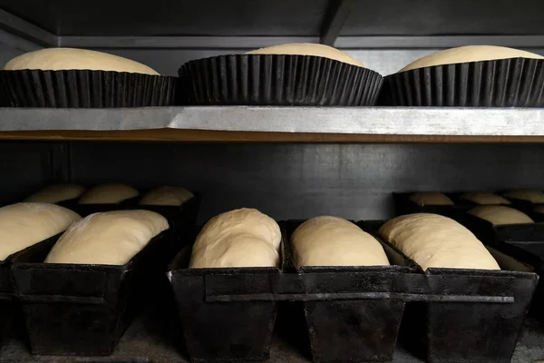 Close-up of bread dough in round and rectangular iron forms. Dough in the molds fits to the desired condition before baking in the oven at the factory