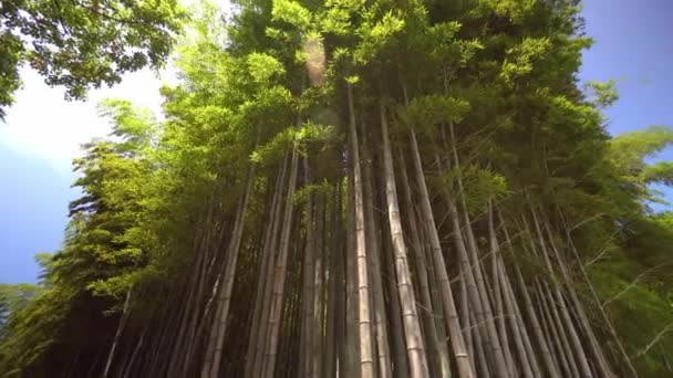 Κοντινό Πλάνο Της Ευρείας Γωνίας Άποψη Του Δάσους Μπαμπού Πάρκο — Αρχείο Βίντεο
