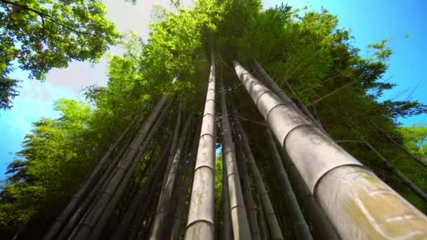 Close Wide Angle View Bamboo Forest Park Variety Plants Spring — Video