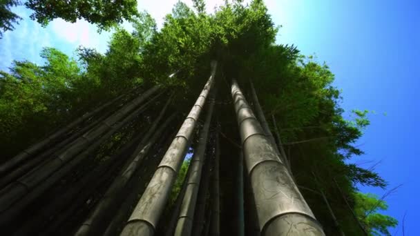 Close Wide Angle View Bamboo Forest Park Variety Plants Spring — ストック動画