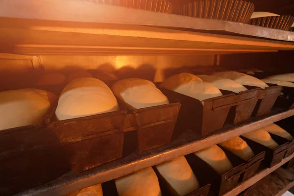 Close-up of the dough for bakery products in rectangular shapes stands on the shelves and reaches the desired condition before baking, light from the fire falls from the oven