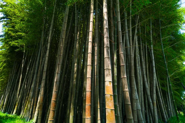 Dolní Pohled Krásné Zelené Bambusové Stromy Proti Modré Obloze Slunečného — Stock fotografie