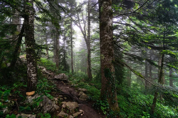 Beautiful Forest Trees Roots Mountains Cloudy Foggy Weather Landscape Summer — Foto de Stock