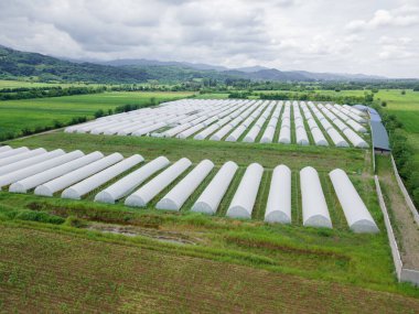 Drone view of greenhouses lined up, covered with white film for growing vegetables and fruits on the plain against the background of mountains. Agriculture, bio-products.