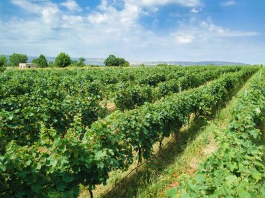 Close-up view from a drone of grape rows on a plantation on a sunny bright summer day. Grapes ripen in summer, beautiful landscape