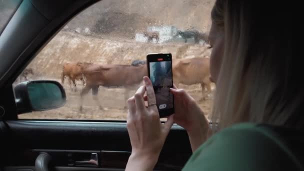 Woman Car Filming Herd Cows Walking Rain Washed Rural Road — Stock Video