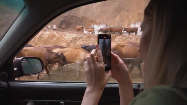 Woman Car Filming Herd Cows Walking Rain Washed Rural Road — Stockvideo