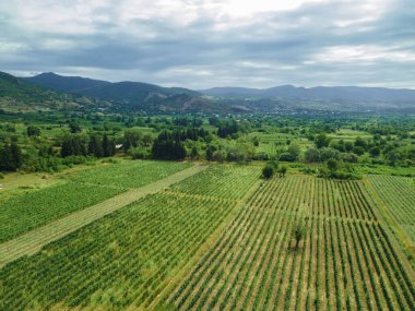 Beautiful incredible view from a drone of grape fields against the background of mountains. Beautiful landscape of vineyards on a bright summer day.