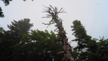 wild landscaped forest with trees and moss on rocks. Atmosphere of eerie or fairy-tale forest with large stones and mountains. Fog or smog has enveloped everything, sun's rays are penetrating.