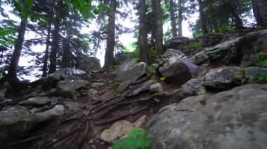 wild landscaped forest with trees and moss on rocks. Atmosphere of eerie or fairy-tale forest with large stones and mountains. Fog or smog has enveloped everything, sun's rays are penetrating.