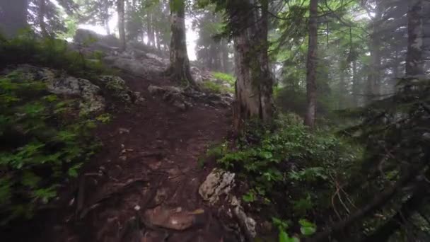 Wild Landscaped Forest Trees Moss Rocks Atmosphere Eerie Fairy Tale — Stock videók