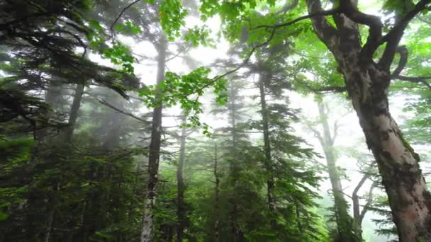 Wild Landscaped Forest Trees Moss Rocks Atmosphere Eerie Fairy Tale — Video