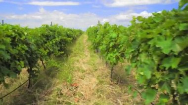 Valley or plantation with rows of vineyards in Georgia is Kakheti. Camera movement in rows on sunny day. Agricultural land, winemaking and industry.